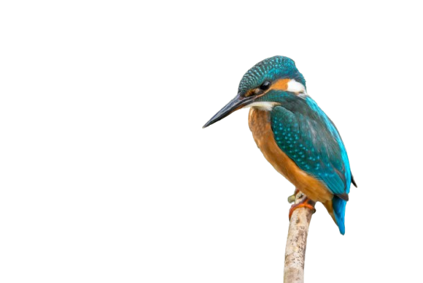 a bird sitting on a branch